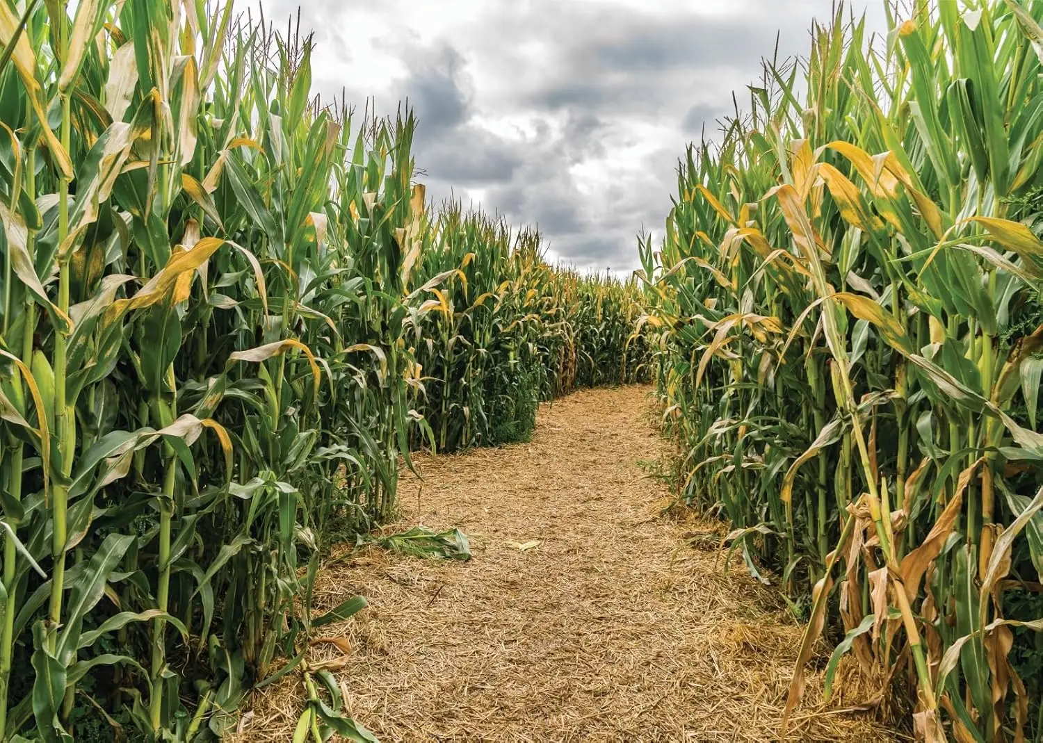 Agriculture Farming Background - Mısır Tarlası Yeşil Mısır Tarlası Labirenti