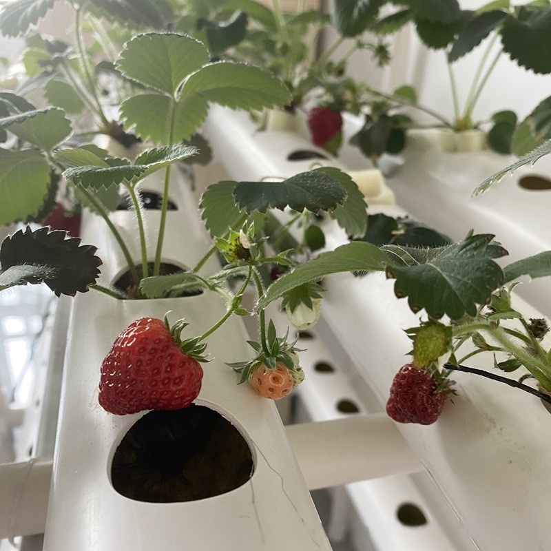 Hidroponik Kanal Borusu PVC Ta - Farming Pipe For Agriculture incelemesi ve fiyatı