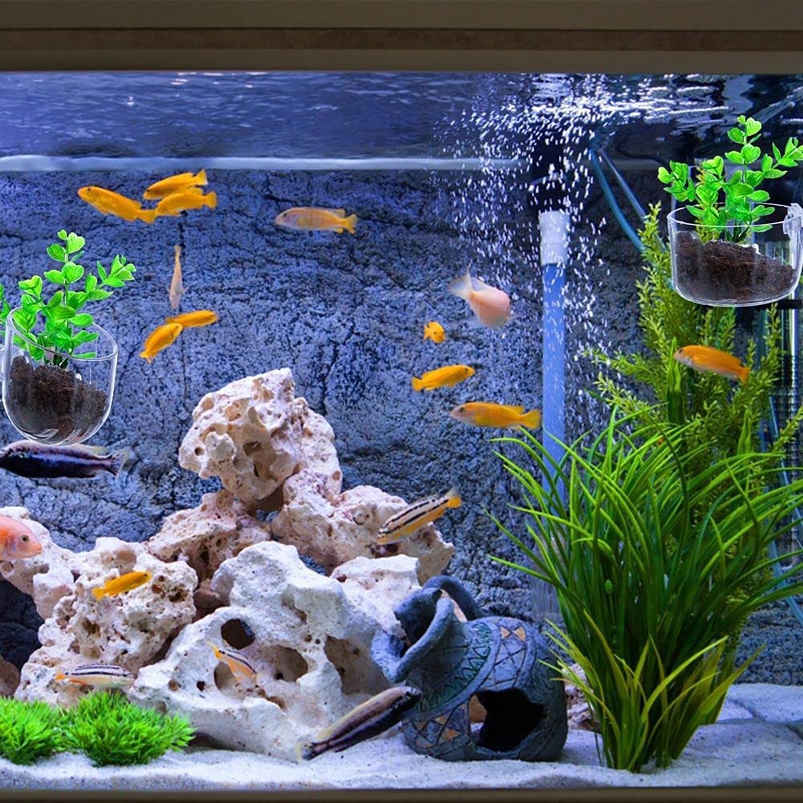 Su Bitkisi Saksısı Şeffaf Akri - Plant Growth Regulator incelemesi ve fiyatı