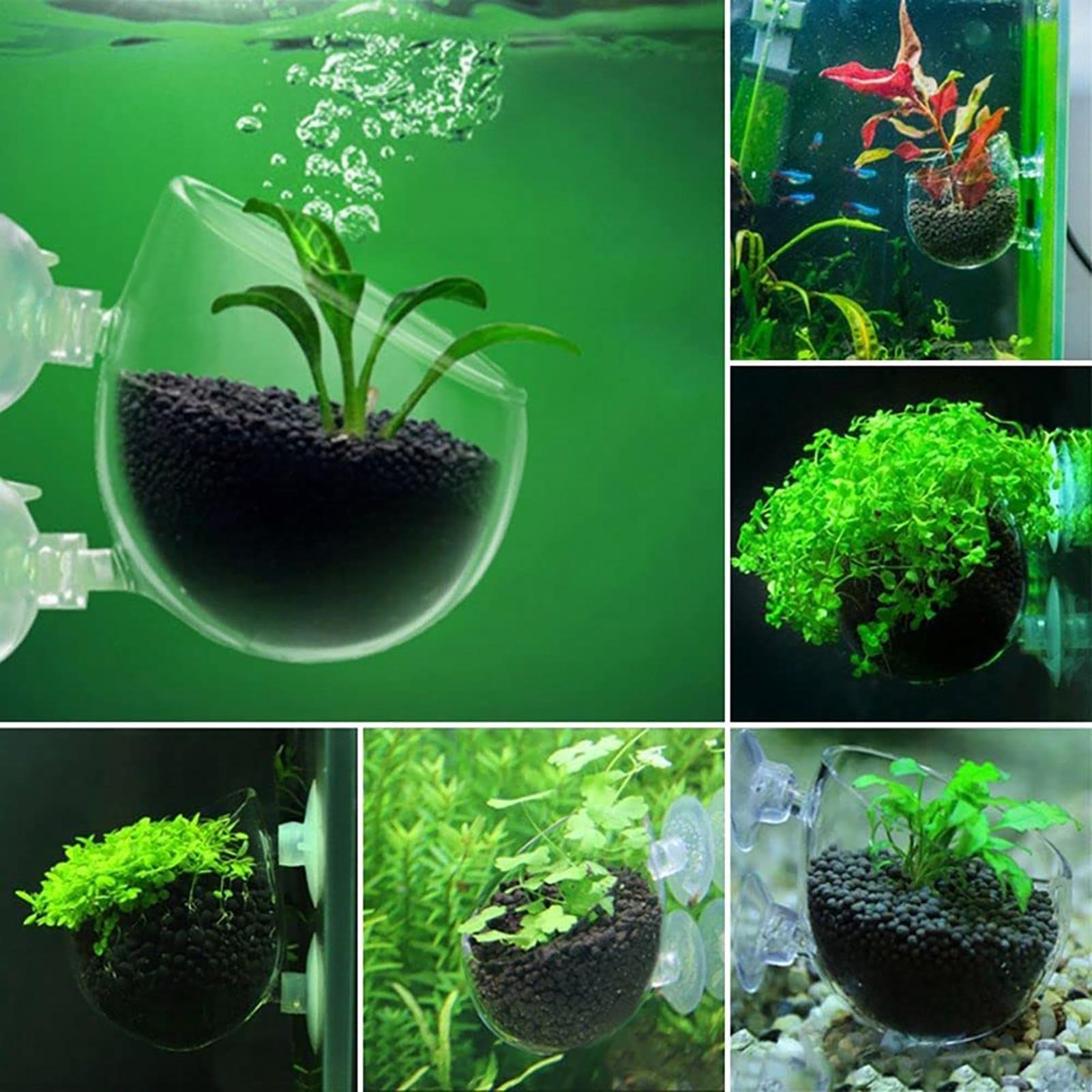 Su Bitkisi Saksısı Akrilik Su  - Plant Growth Regulator incelemesi ve fiyatı